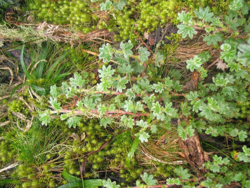 Alchemilla stuhlmannii
