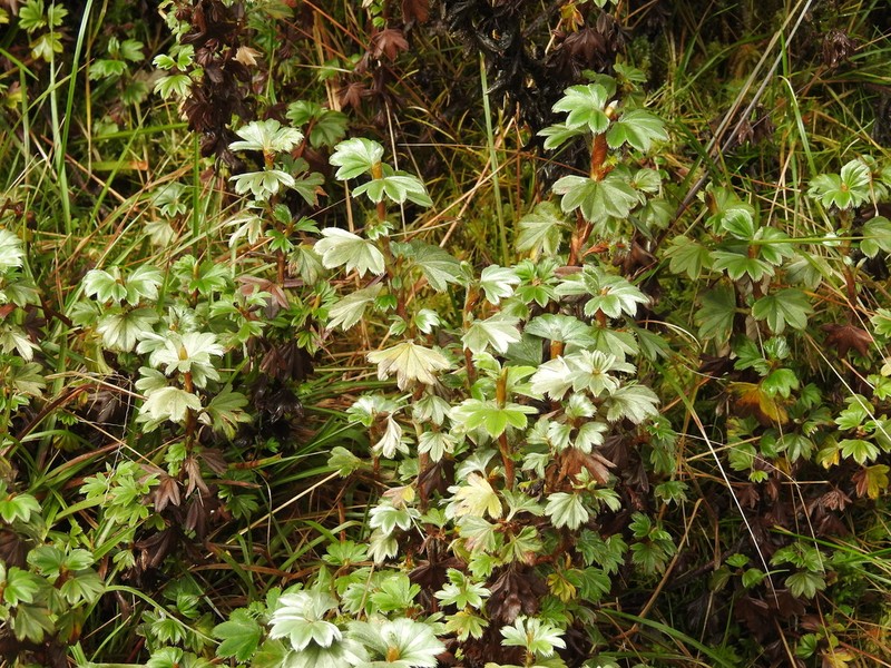 Alchemilla stuhlmannii photo 2