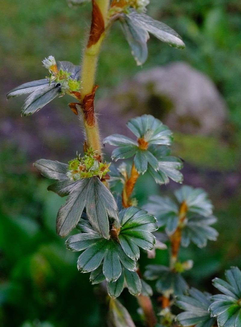 Alchemilla stuhlmannii photo 4