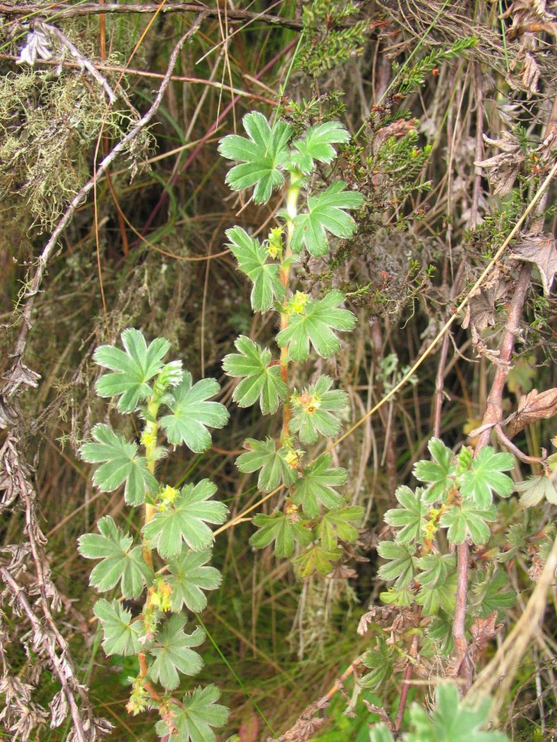 Alchemilla stuhlmannii photo 5
