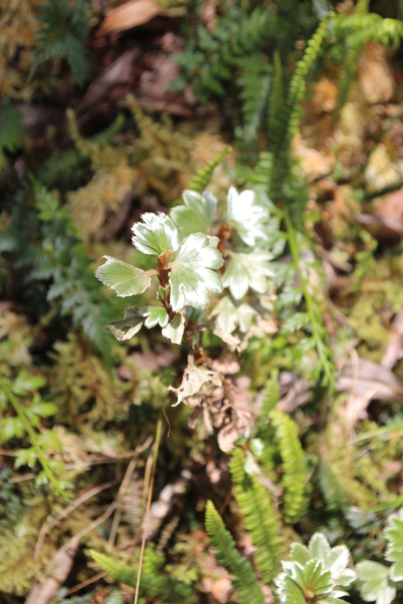 Alchemilla stuhlmannii photo 6