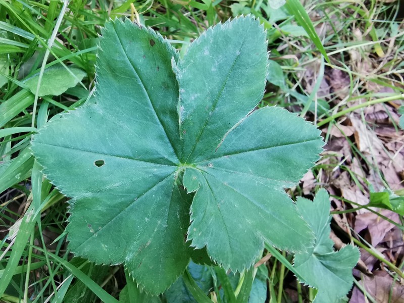 Alchemilla subconnivens photo 4