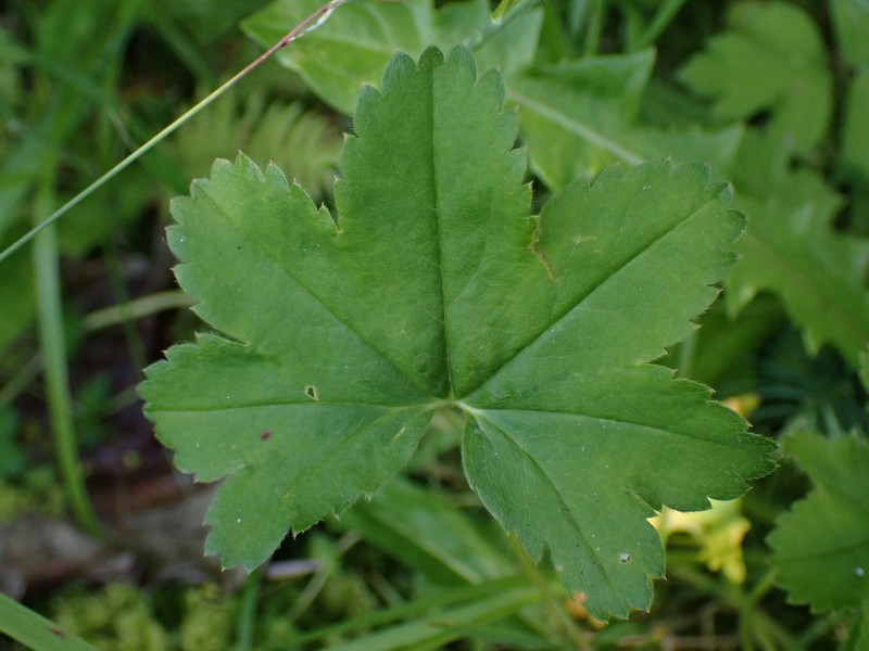 Broadtooth Lady's Mantle photo 2
