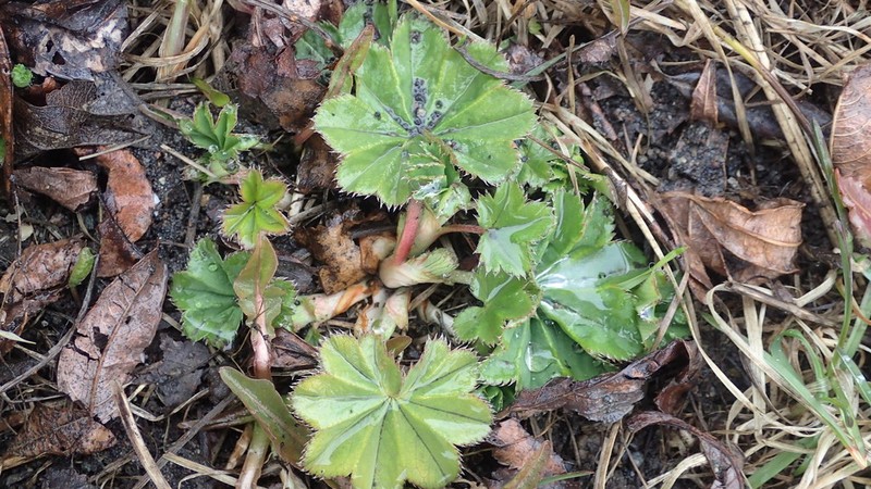 Broadtooth Lady's Mantle photo 3