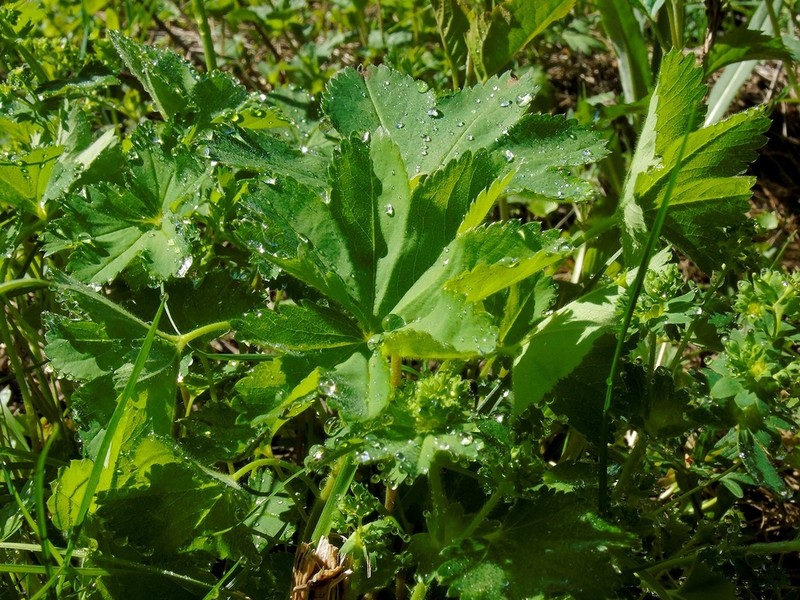 Broadtooth Lady's Mantle photo 4