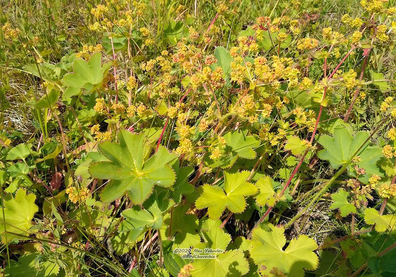Broadtooth Lady's Mantle photo 5
