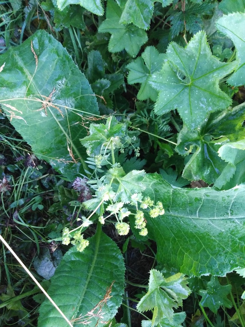 Broadtooth Lady's Mantle photo 6