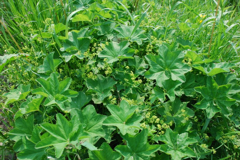 Broadtooth Lady's Mantle photo 7