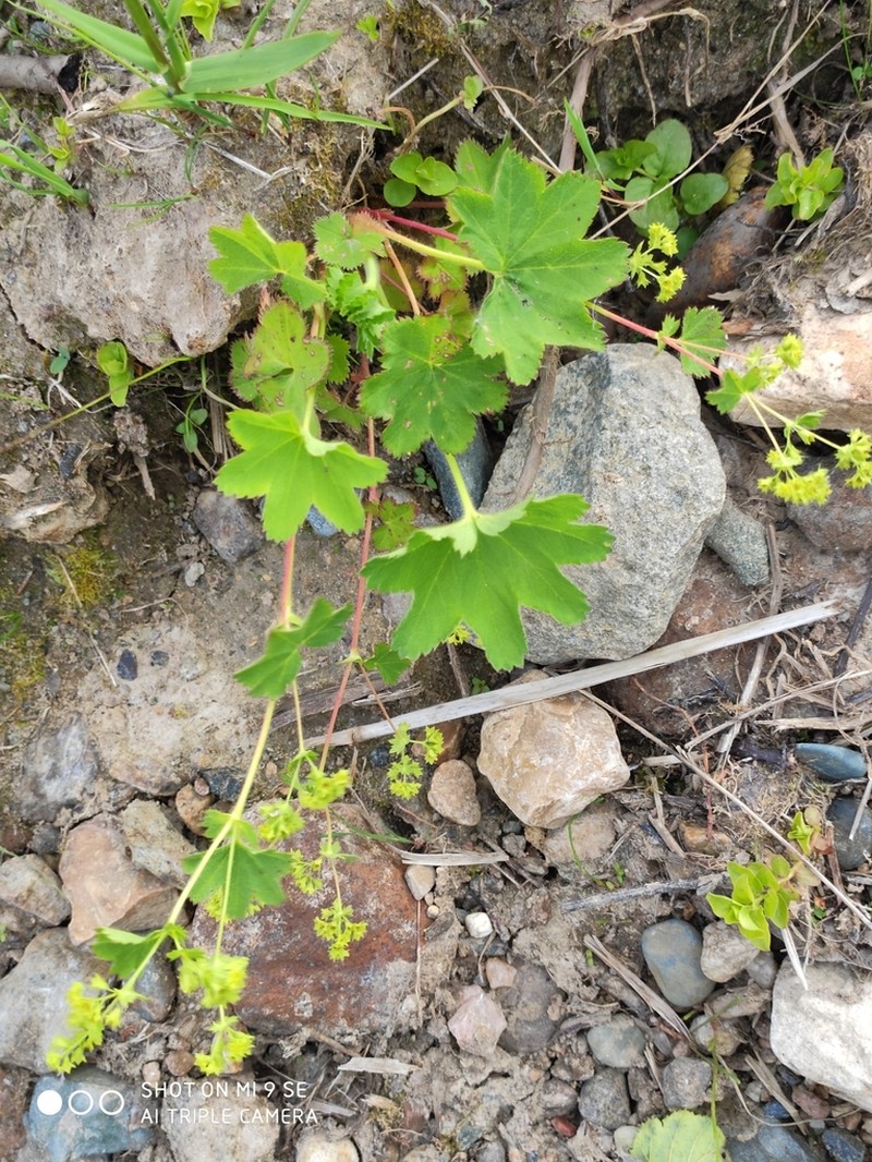 Broadtooth Lady's Mantle photo 8
