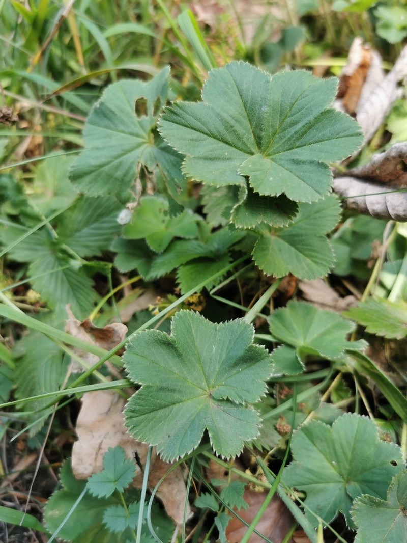 Alchemilla subglobosa photo 2