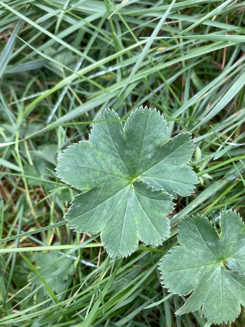 Alchemilla subglobosa photo 3