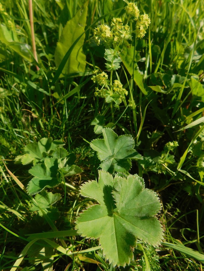 Alchemilla subglobosa photo 4