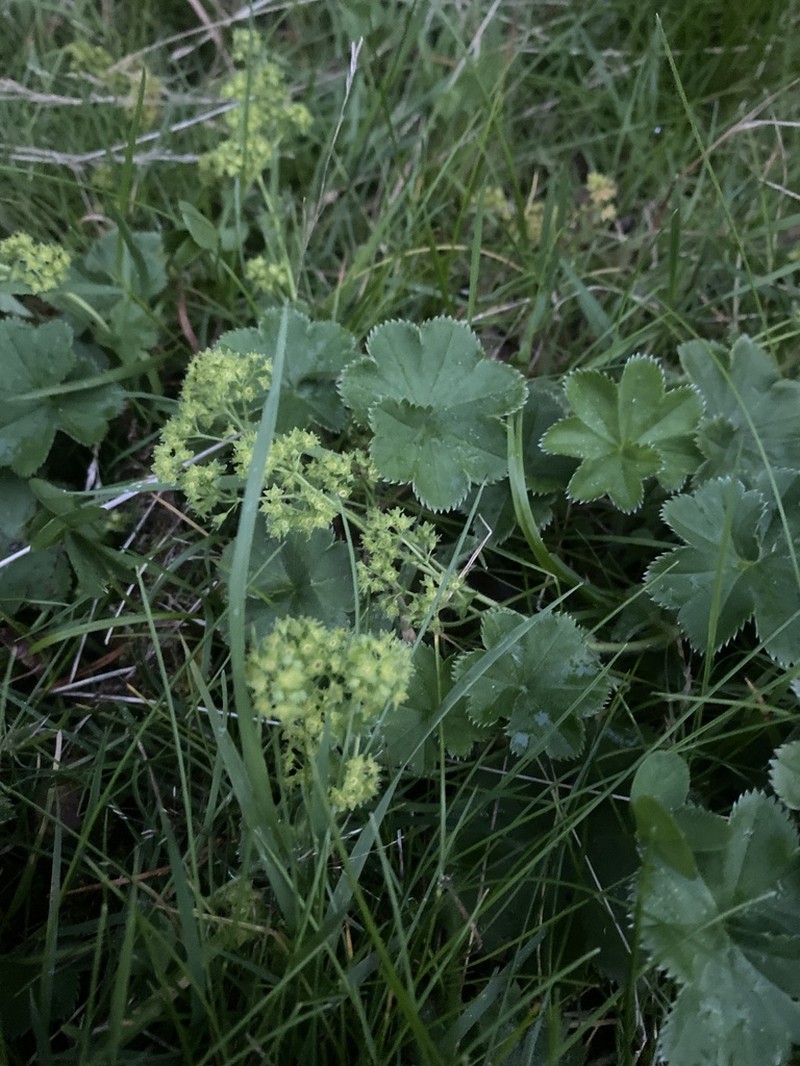 Alchemilla subglobosa photo 5