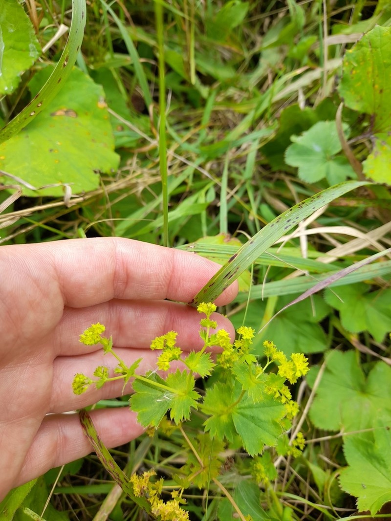 Alchemilla subglobosa photo 6