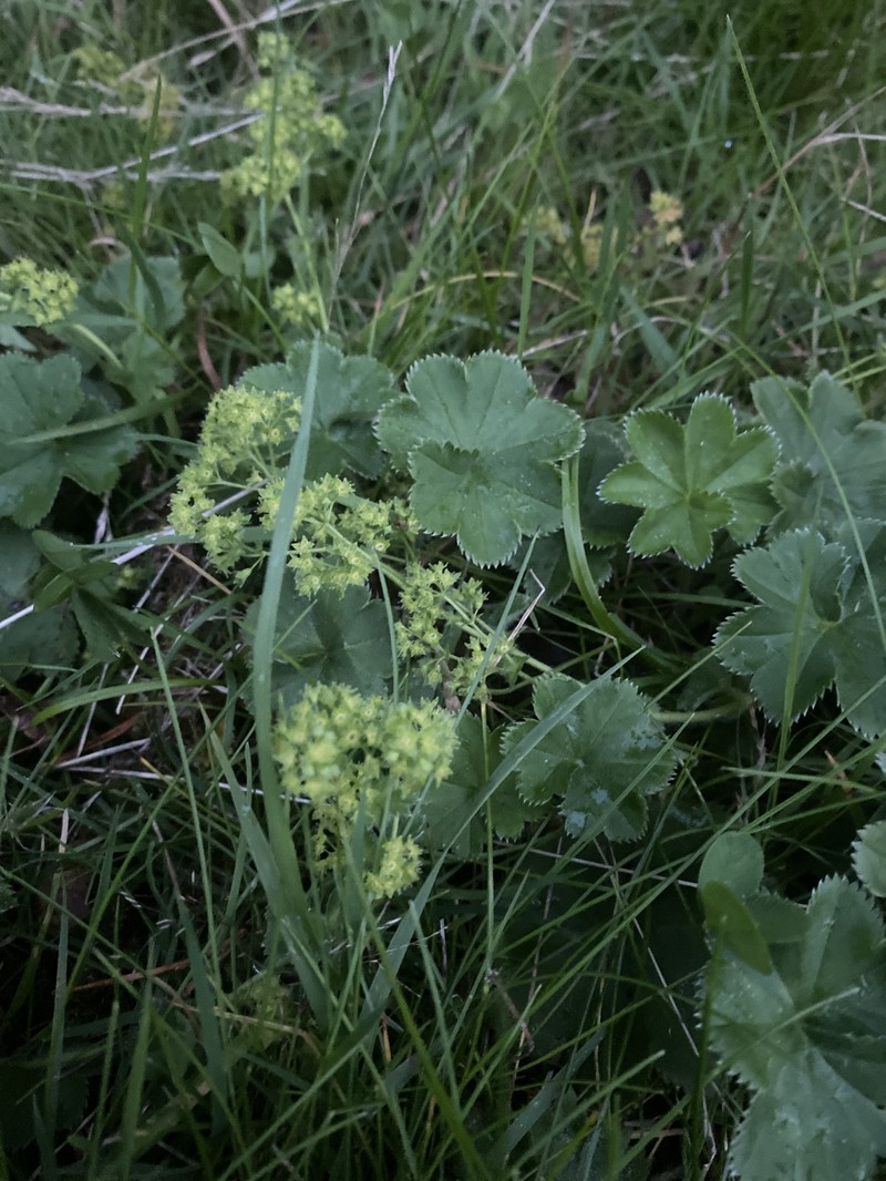 Alchemilla subglobosa photo 7