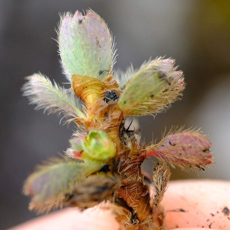 Alchemilla subnivalis