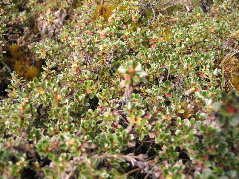 Alchemilla subnivalis photo 4