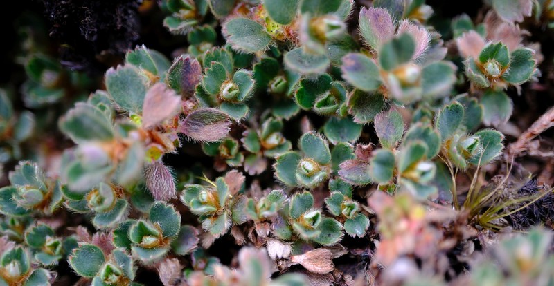 Alchemilla subnivalis photo 5