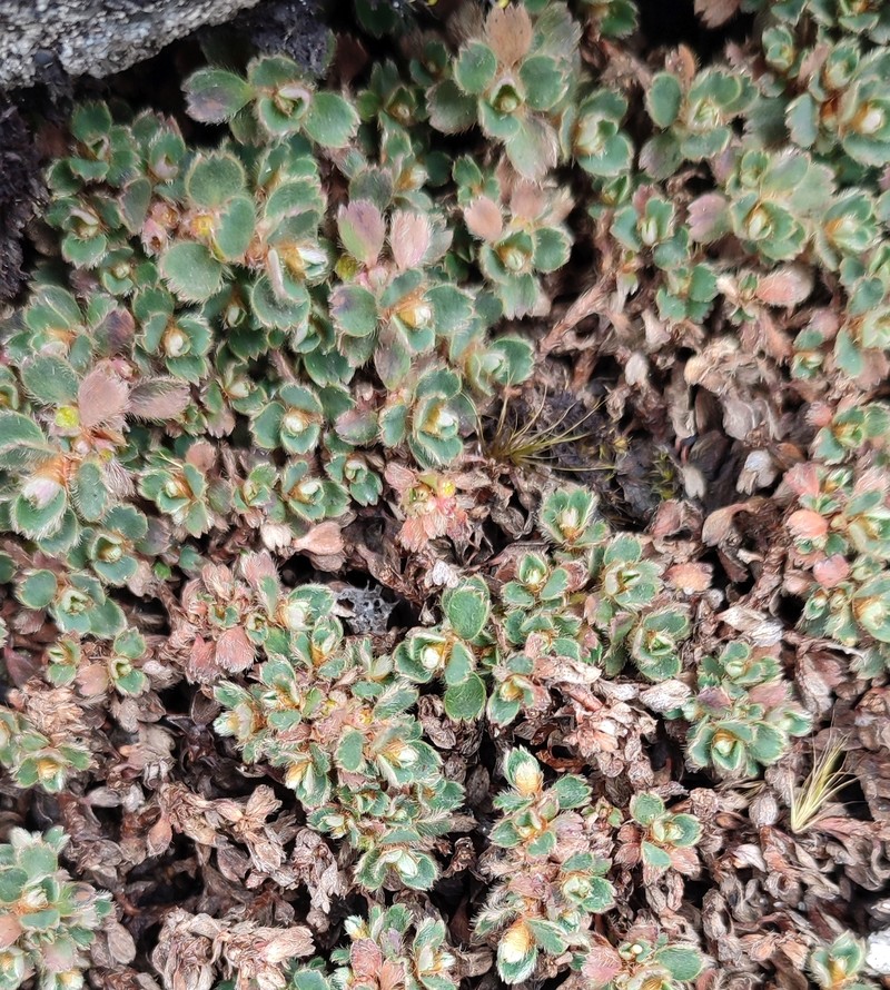 Alchemilla subnivalis photo 6