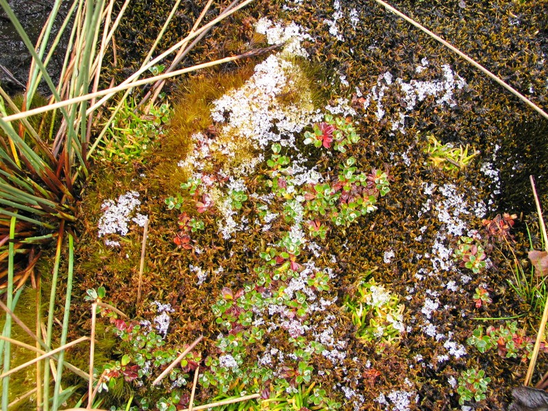 Alchemilla subnivalis photo 7