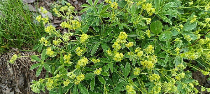 Alchemilla subsericea