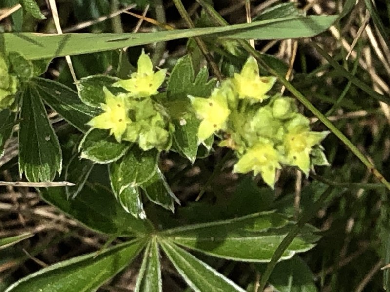 Alchemilla subsericea photo 2