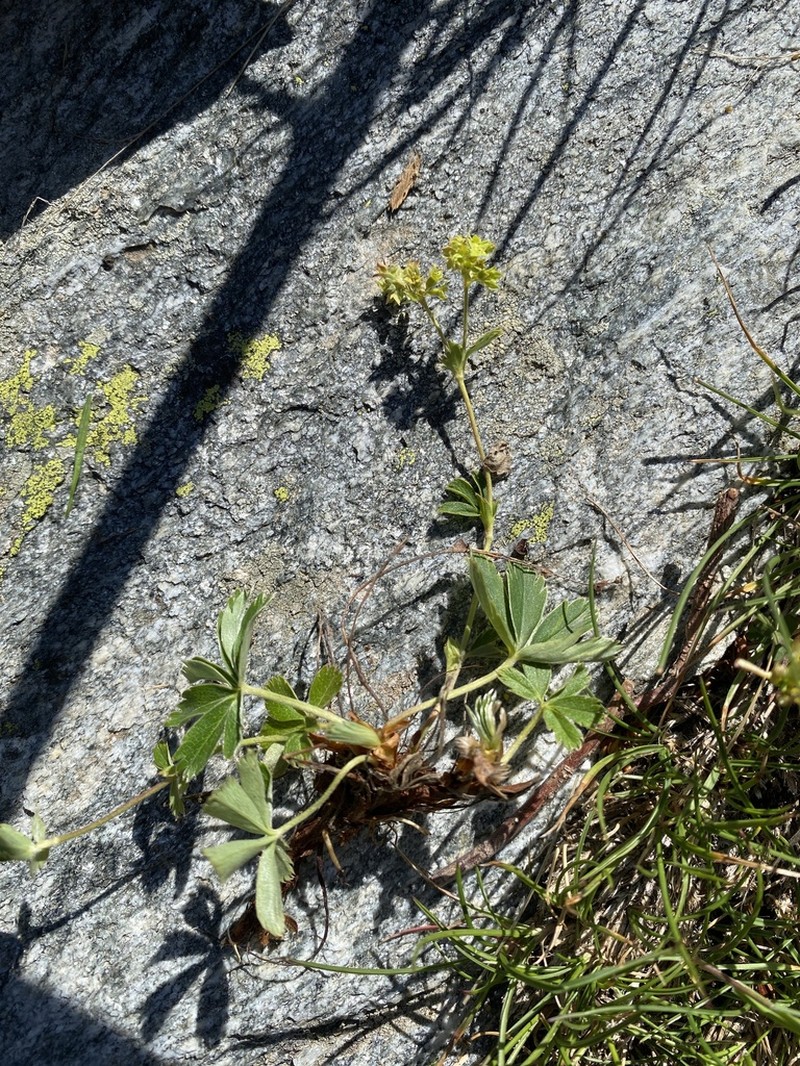 Alchemilla subsericea photo 3