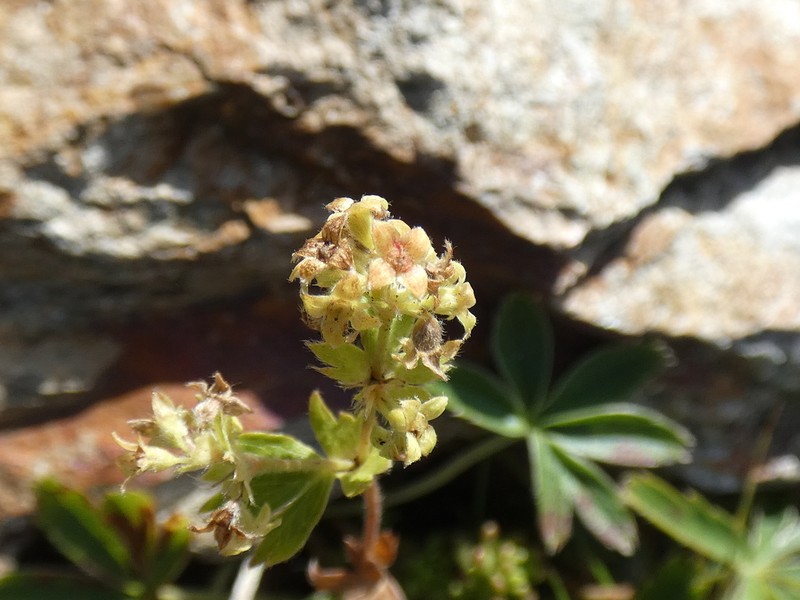 Alchemilla subsericea photo 4