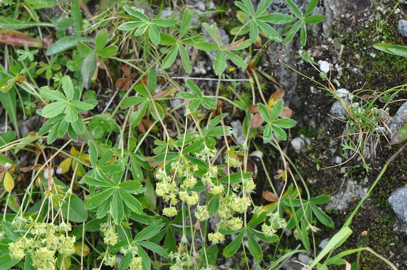 Alchemilla subsericea photo 5