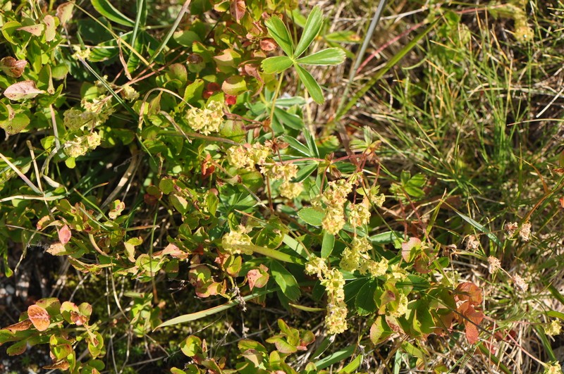 Alchemilla subsericea photo 6