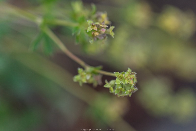 Alchemilla subsericea photo 7