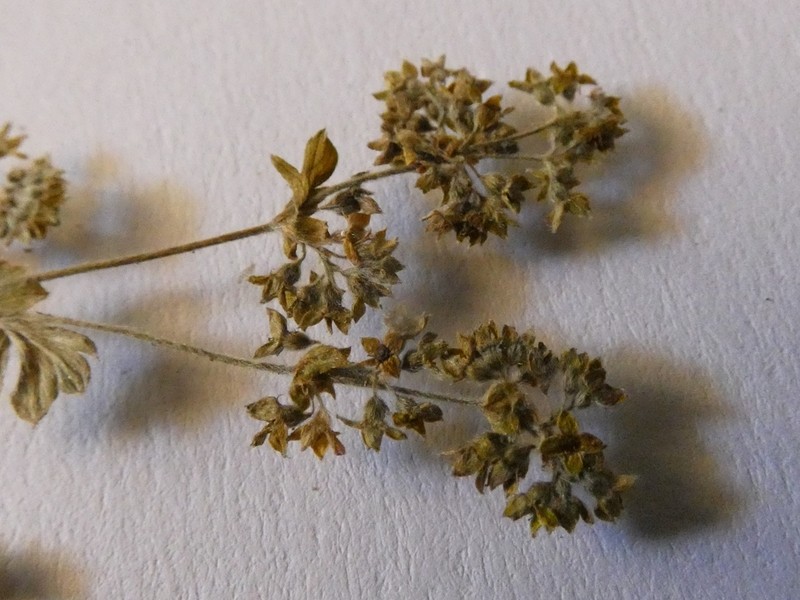 Alchemilla subsericea photo 8