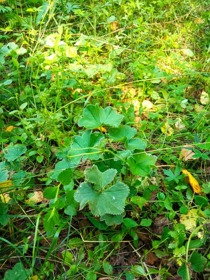 Alchemilla substrigosa