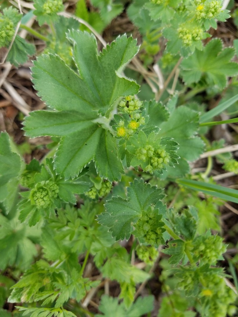 Alchemilla substrigosa photo 2