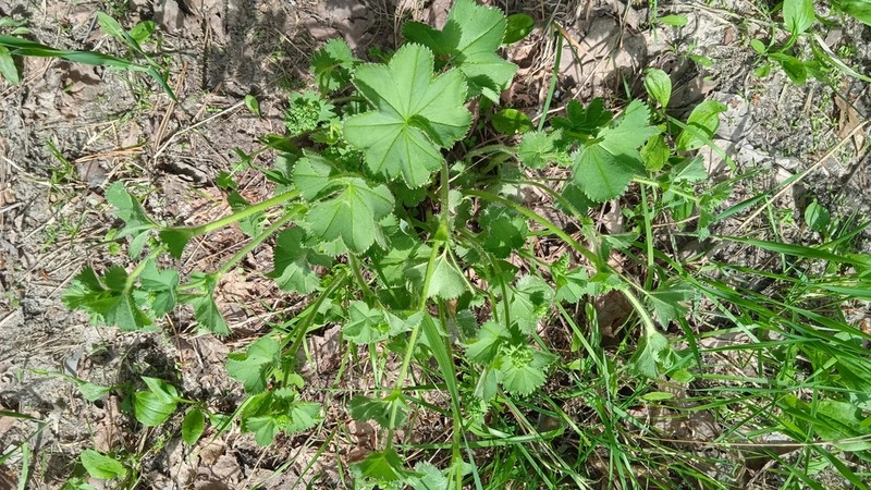 Alchemilla substrigosa photo 3