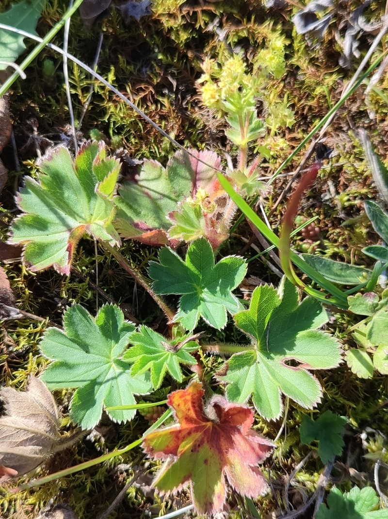 Alchemilla substrigosa photo 4