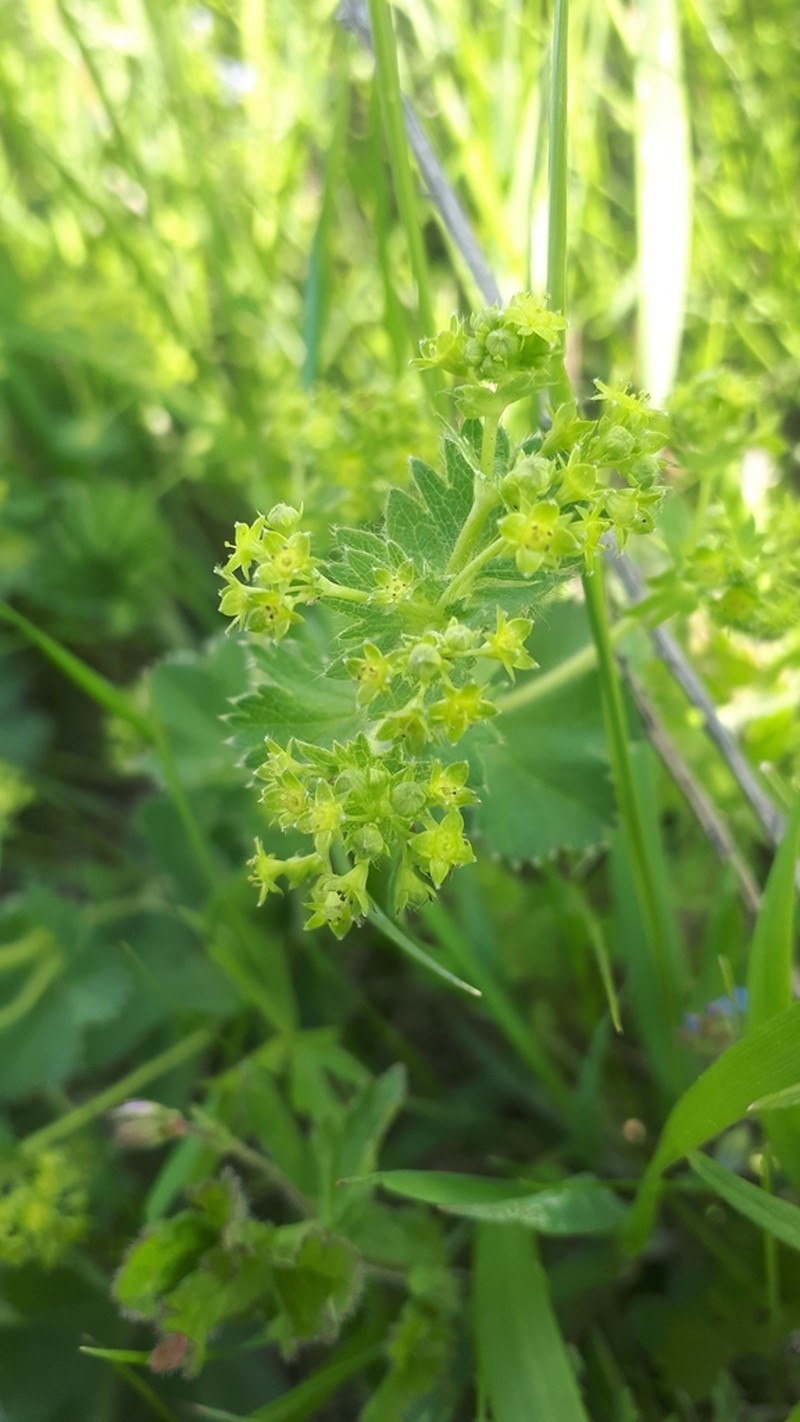 Alchemilla substrigosa photo 5