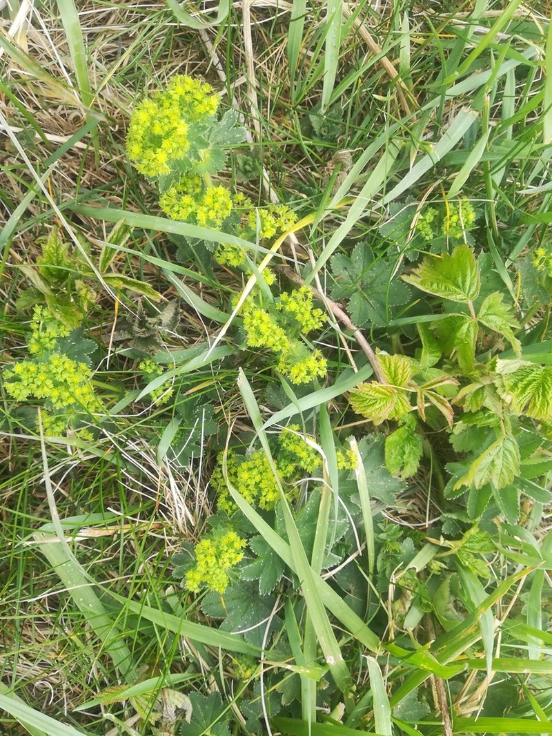 Alchemilla substrigosa photo 6