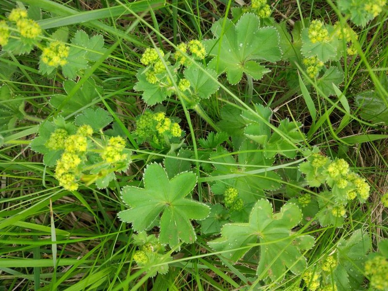 Alchemilla substrigosa photo 7