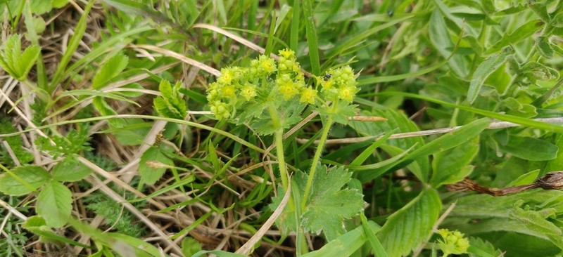 Alchemilla substrigosa photo 8