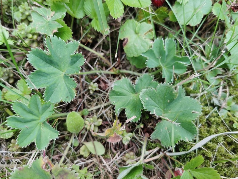 Alchemilla supina