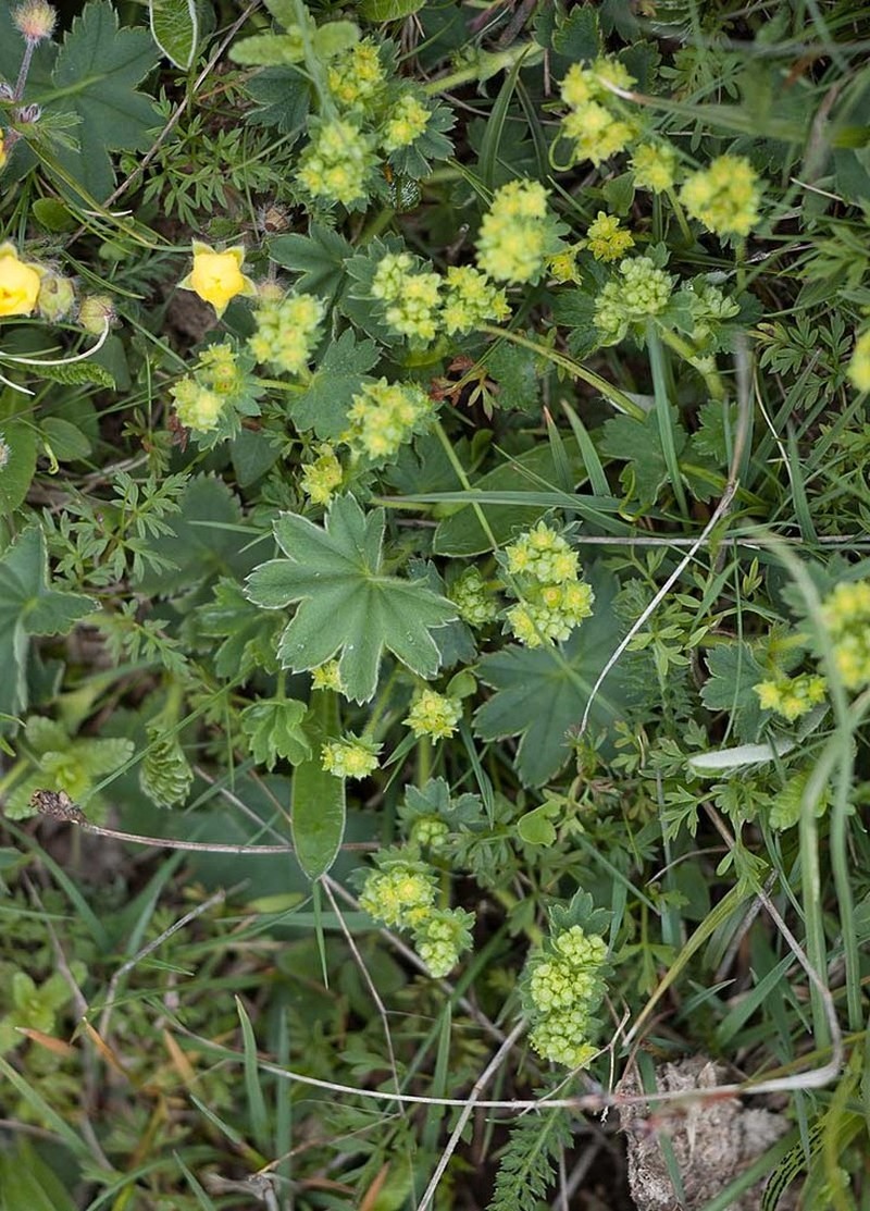 Alchemilla supina photo 2