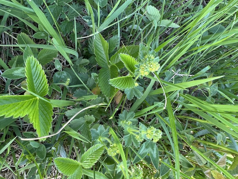 Alchemilla supina photo 3
