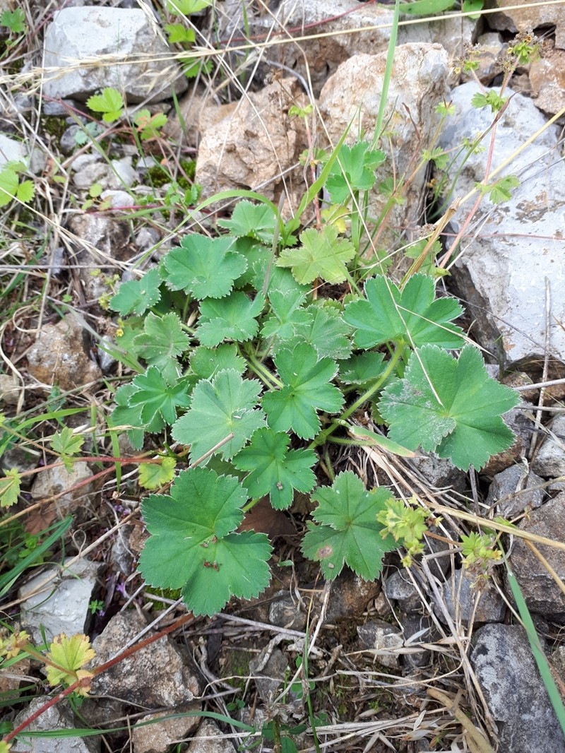 Alchemilla supina photo 5