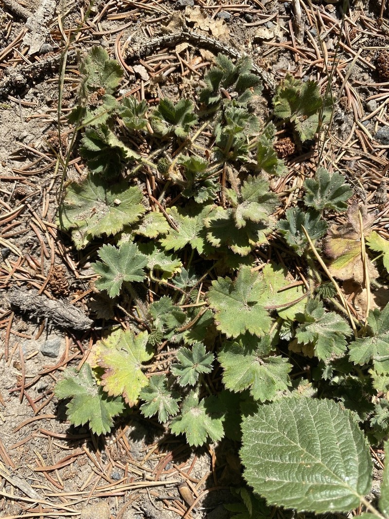 Alchemilla supina photo 7