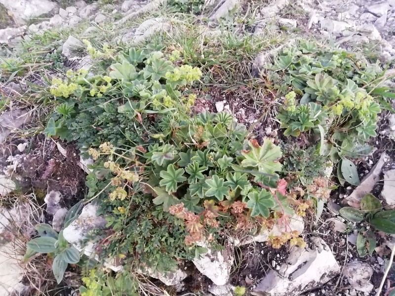 Alchemilla supina photo 8