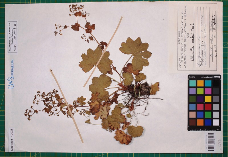 Alchemilla szaferi