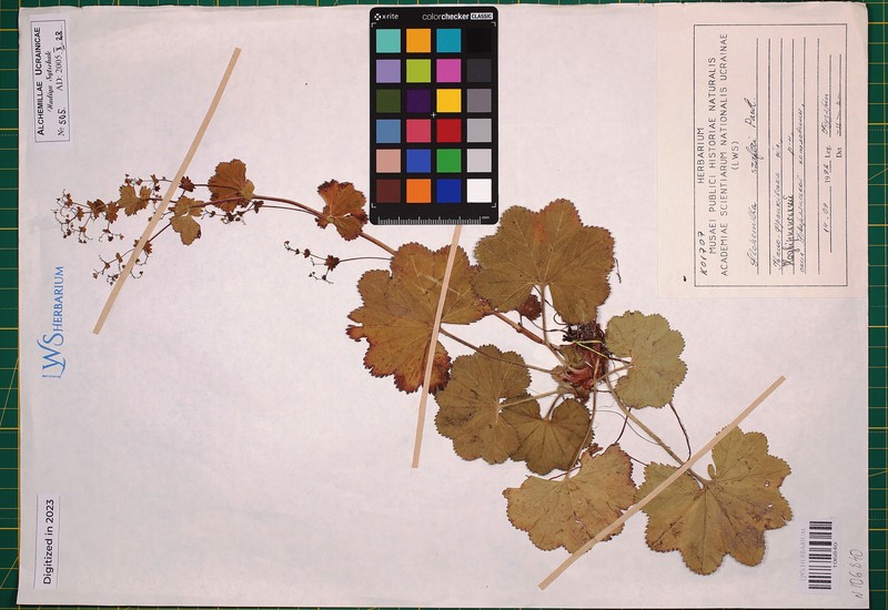 Alchemilla szaferi photo 2