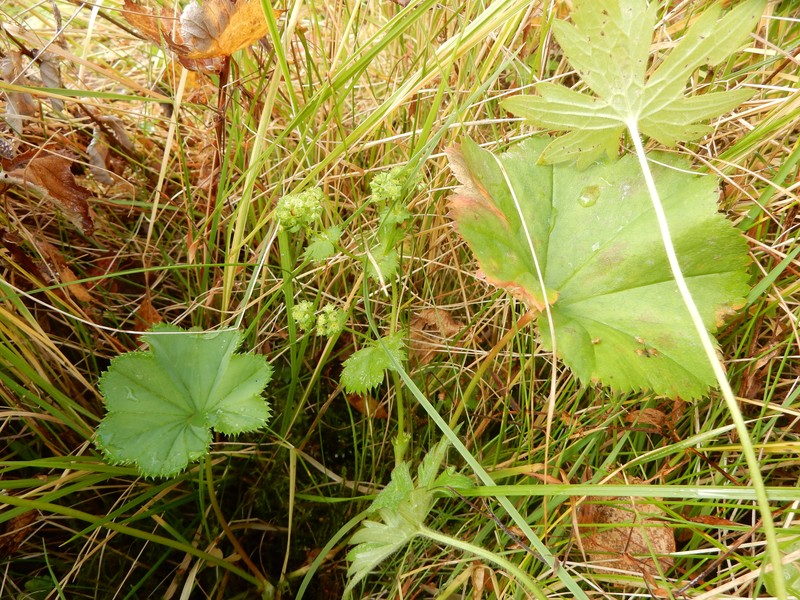 Alchemilla taernaensis