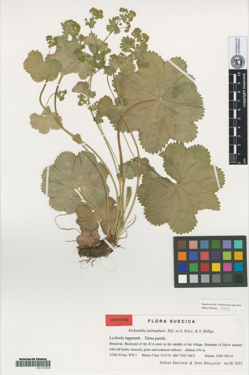 Alchemilla taernaensis photo 2